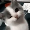 Gatos para seu bate-papo 27