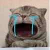 Gatos para seu bate-papo 28