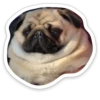 sad_pug_leonid 5