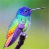 COLIBRI Y MAS 8