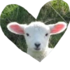 valentinki 14
