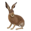 Animales del bosque💞1🇵🇪Clásica 12