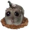 Hamster Sad 2 💖C☆ 9