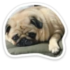 sad_pug_leonid 7