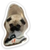 sad_pug_leonid 8