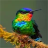 COLIBRI Y MAS 13