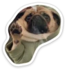 sad_pug_leonid 10