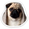 sad_pug_leonid 11