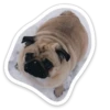 sad_pug_leonid 12
