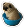 sad_pug_leonid 13