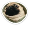 sad_pug_leonid 14