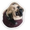 sad_pug_leonid 15