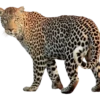 Animales del bosque💞1🇵🇪Clásica 16
