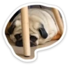 sad_pug_leonid 17