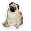 sad_pug_leonid 18