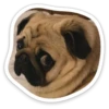 sad_pug_leonid 19