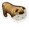 sad_pug_leonid 20