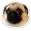 sad_pug_leonid 21
