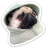 sad_pug_leonid 22