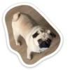 sad_pug_leonid 23