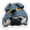 sad_pug_leonid 24