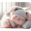 Piggy Rabbit so Cute 1 16