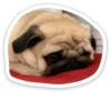 sad_pug_leonid 25