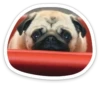 sad_pug_leonid 26