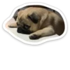 sad_pug_leonid 27