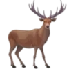 Animales del bosque💞1🇵🇪Clásica 30