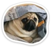 sad_pug_leonid 29