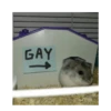Hamsters 5
