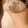 Hamsters 6