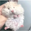 Hamsters 7