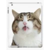 Cat 6