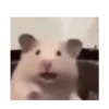Hamsters 8