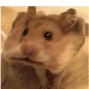 Hamsters 9