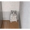 Hamsters 10