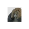 Shitpost Gatuno 🤑 5