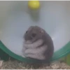 Hamsters 12