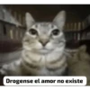 Shitpost Gatuno 🤑 6