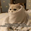 Shitpost Gatuno 🤑 7