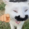 MEMES XD 5