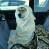 Perritos que tienen frío❄️✨ 6