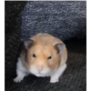 Hamsters 13