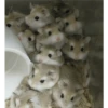 Hamsters 14