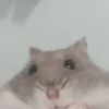 Hamsters 16