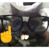 Shitpost Gatuno 🤑 8