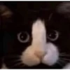Shitpost Gatuno 🤑 9