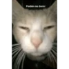 Shitpost Gatuno 🤑 10